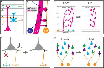 Mechanisms Underlying Target Selectivity for Cell Types and Subcellular Domains in Developing Neocortical Circuits